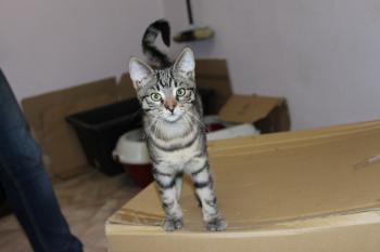 Goliath Bild von Goliath