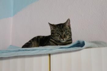 Kurt Bild von Kurt
