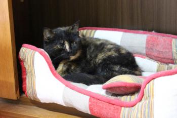 Lilly Bild von Lilly