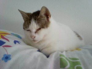 Cora Bild von Cora
