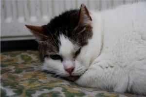 Cora Bild von Cora