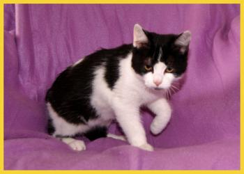 Blacky Bild von Blacky