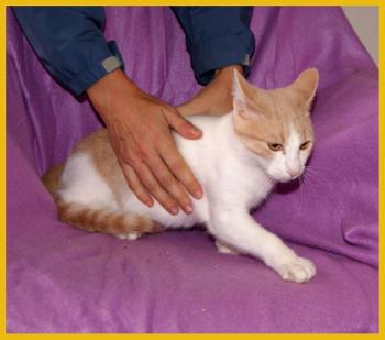 Pascha Bild von Pascha