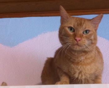 Sahale Bild von Sahale