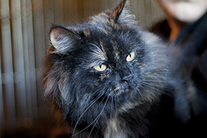 Belinda Bild von Belinda