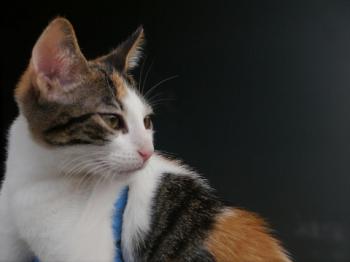 Babette Bild von Babette