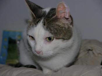 Daisy Bild von Daisy