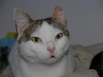 Daisy Bild von Daisy