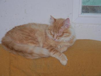 Star Bild von Star