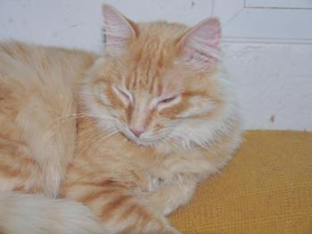 Star Bild von Star