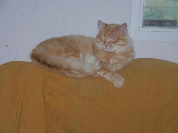 Star Bild von Star