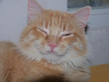 Star Bild von Star