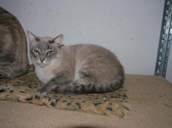 Fegasch Bild von Fegasch
