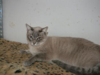 Fegasch Bild von Fegasch