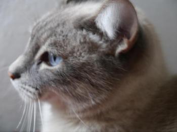 Fegasch Bild von Fegasch