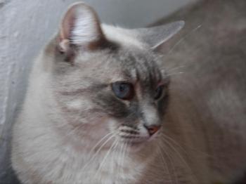 Fegasch Bild von Fegasch