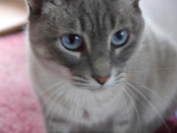 Fegasch Bild von Fegasch