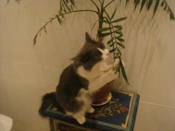 Lilian Bild von Lilian