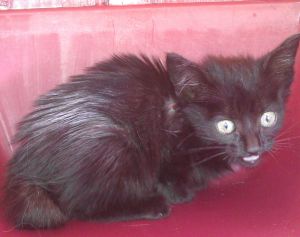 Bagheera Bild von Bagheera