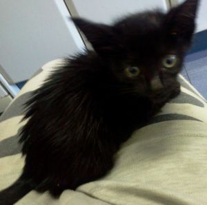 Bagheera Bild von Bagheera