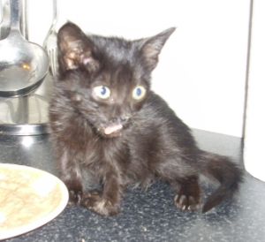 Bagheera Bild von Bagheera