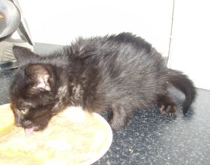 Bagheera Bild von Bagheera