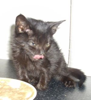 Bagheera Bild von Bagheera