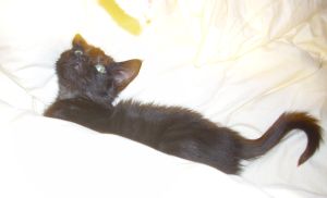 Bagheera Bild von Bagheera
