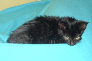 Bagheera Bild von Bagheera