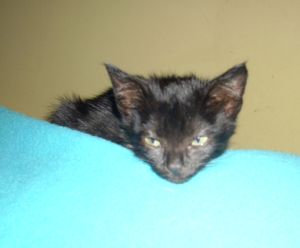 Bagheera Bild von Bagheera