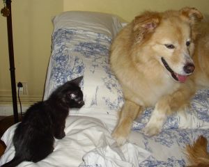 Bagheera Bild von Bagheera