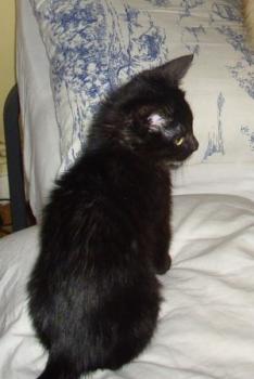 Bagheera Bild von Bagheera