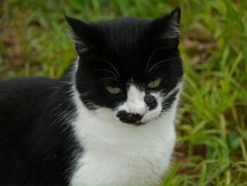 Bild von Tonki