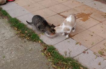 Hache Bild von Hache