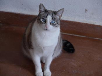 Bild von Sissi