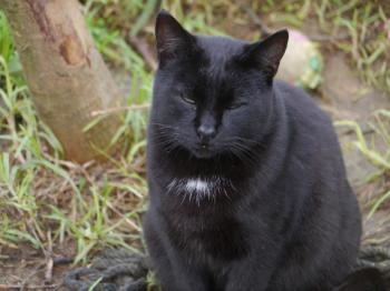 Pepper Bild von Pepper