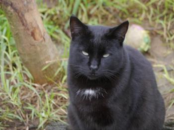 Pepper Bild von Pepper