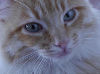 Star Bild von Star