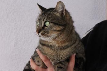 Felix Bild von Felix
