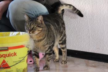 Felix Bild von Felix