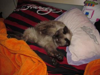 Anuska Bild von Anuska