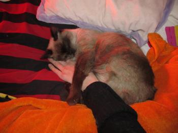 Anuska Bild von Anuska