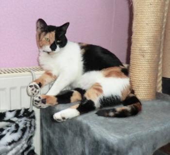 Arlequina Bild von Arlequina