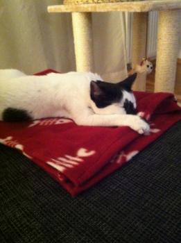 Asha Bild von Asha
