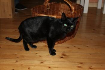 Bild von Bagheera