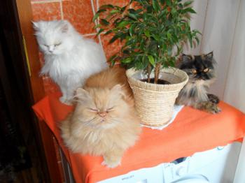 Blanca Bild von Blanca