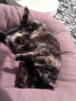 Tess Bild von Tess