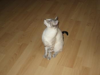 Kira Bild von Kira