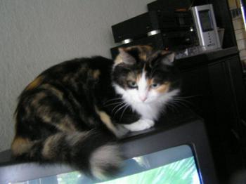 Mara - 99 Bild von Mara - 99