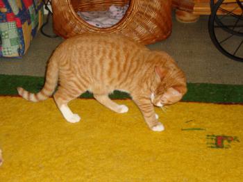 Olaff Bild von Olaff